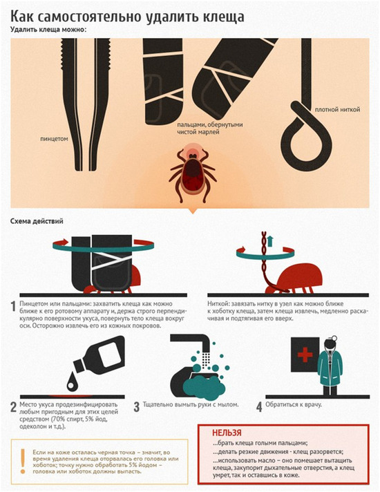 Что делать при укусе клеща и как извлечь его в домашних условиях - МК Тверь