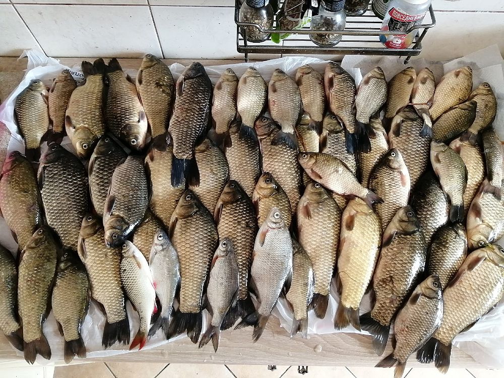 Купить рыбу в рязани. Рыбалка в Рязани и Рязанской. Какая рыба в Оке. Рыбалка на ГРЭС Кораблино. Фото улова Речной рыбы.