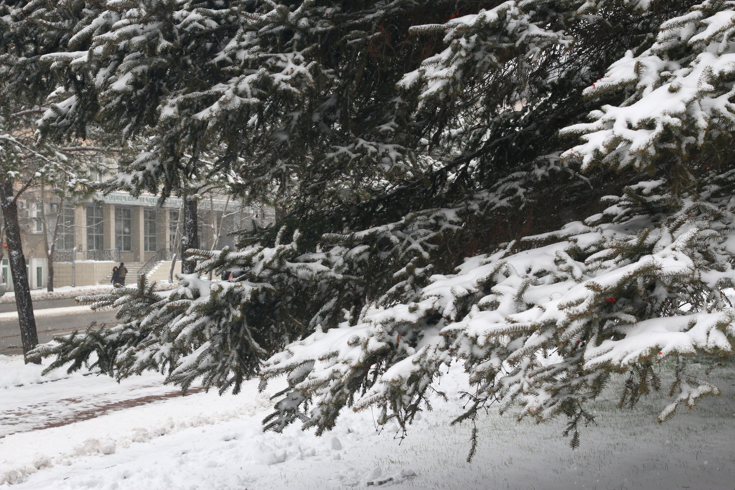 Хабаровске выпал снег. Снег в Хабаровске. В Хабаровске выпал снег. 2014 Год Хабаровск снегопад. Снег в Хабаровске красивые фото.