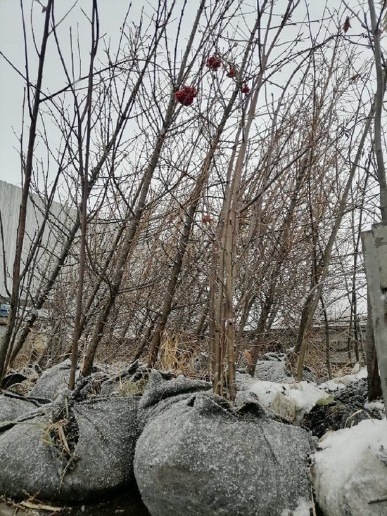 Купить Дерево В Омске