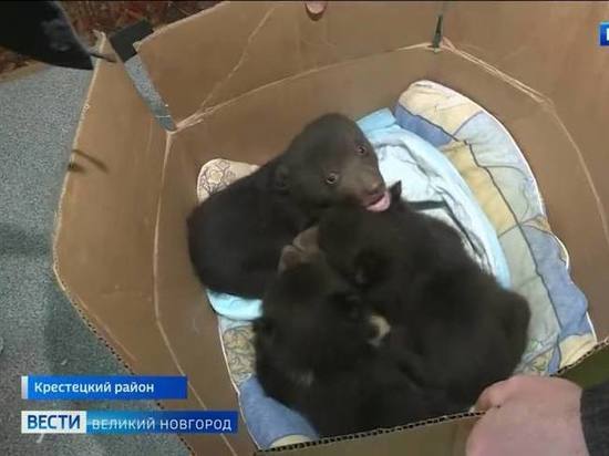 Новгородский медвежонок Норд ушел в лес вместе с сородичем из Тверской области С