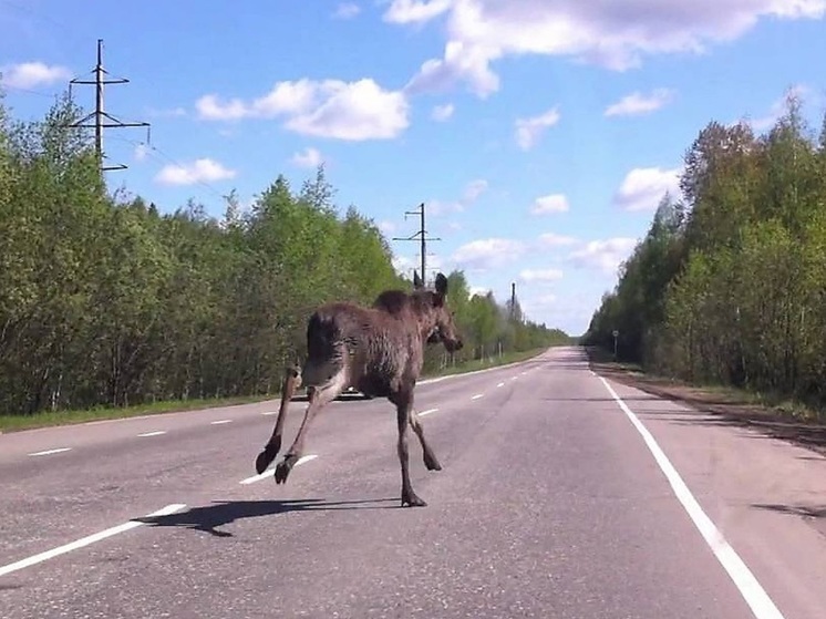 Лось струнино на сегодня. Лось в зимнем лесу. Лось струнино на сегодня. Лось струнино на сегодня. Лось струнино на сегодня.