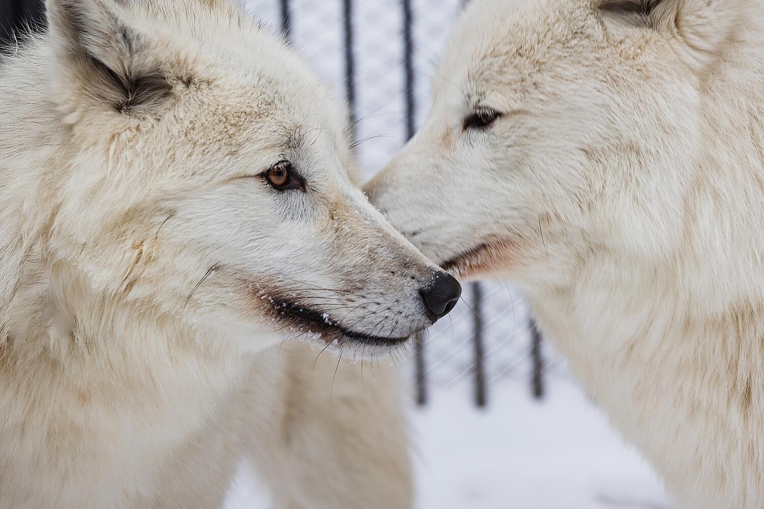 Волк идет игра. Волк идет игра. Волк идет игра. Волчья стая фильм 2015. Волки настольная игра эврикус.