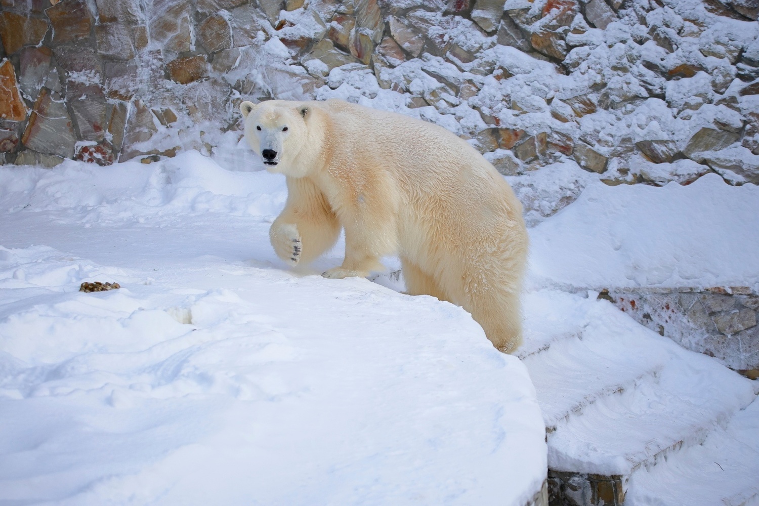 Зоопарк якутск. Зоопарк якутск. Парк орто дойду в якутске. Мини зоопарк якутск. Зоопарк орто дойду.