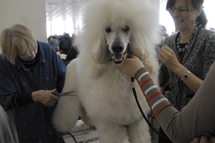 20 апреля выставка собак. На выставке собак. Первая Всесоюзная выставка собак в Москве. Призовые места на выставке собак. Сфера выставка собак.